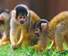 Sincap maymunları